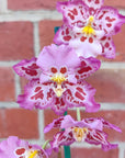 Zelglossoda Calico Gem 'Green Valley' - 13cm pot - 2 spikes of flowers