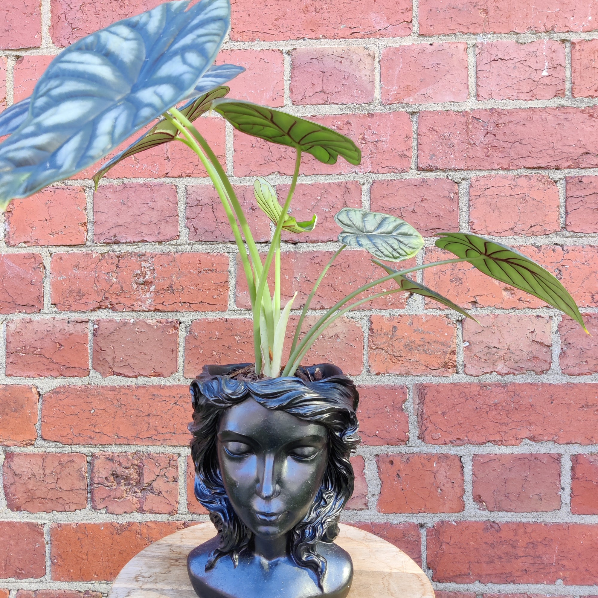 Grecian Head Planter - Assorted indoor plants