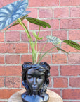 Grecian Head Planter - Assorted indoor plants