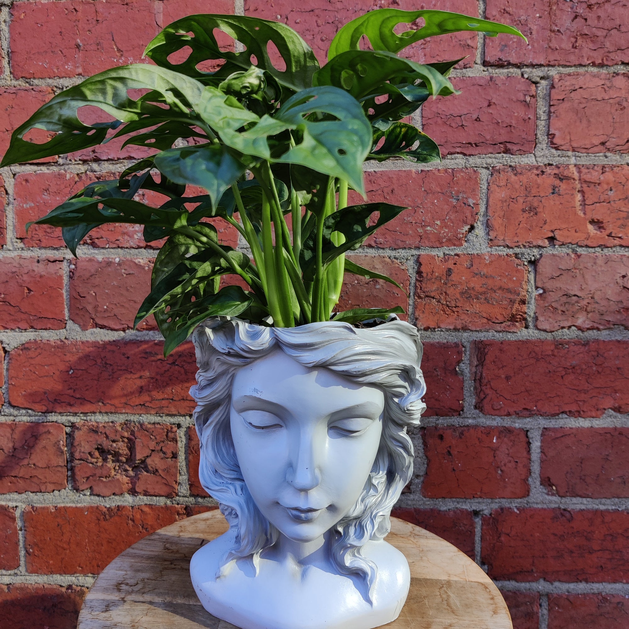 Grecian Head Planter - Assorted indoor plants