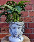 Grecian Head Planter - Assorted indoor plants