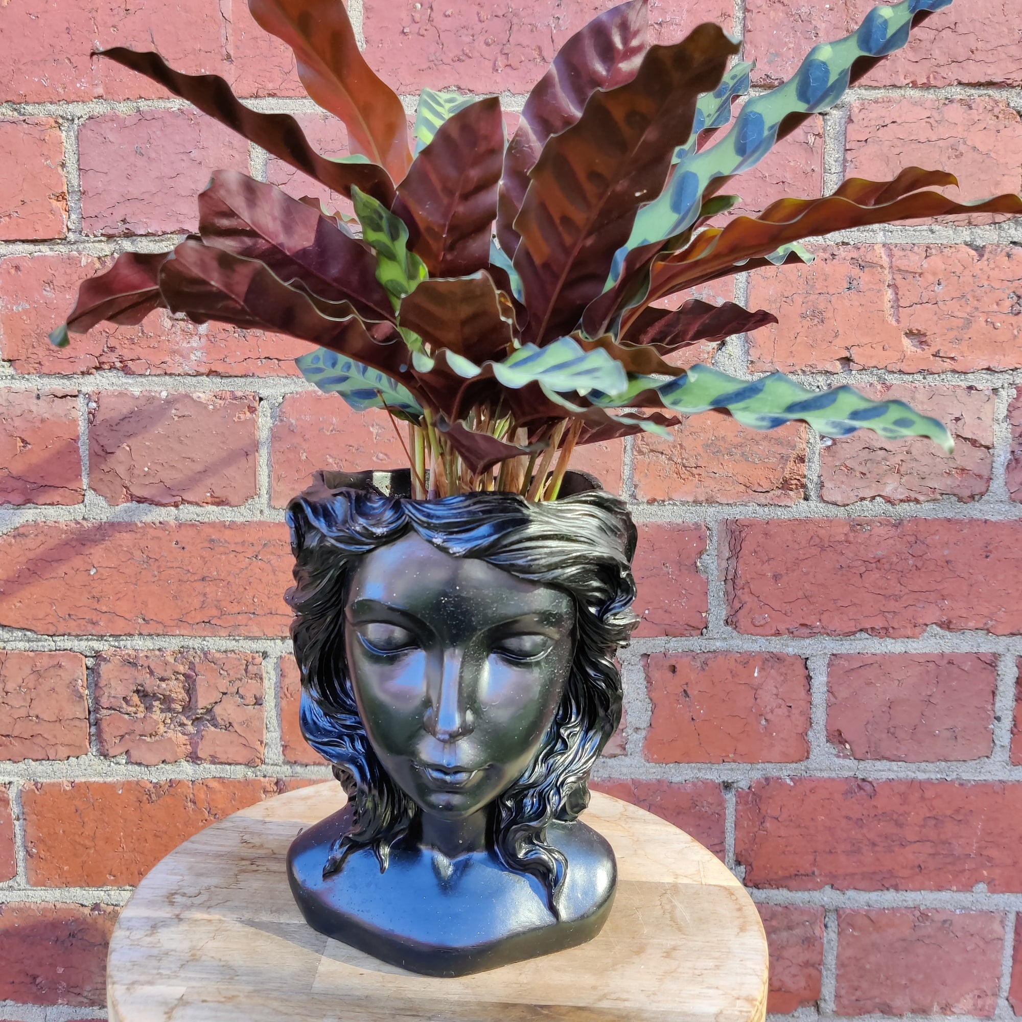 Grecian Head Planter - Assorted indoor plants