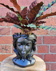 Grecian Head Planter - Assorted indoor plants