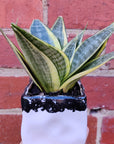 Sansevieria in ceramic pot - DE size - 8cm Ceramic pot