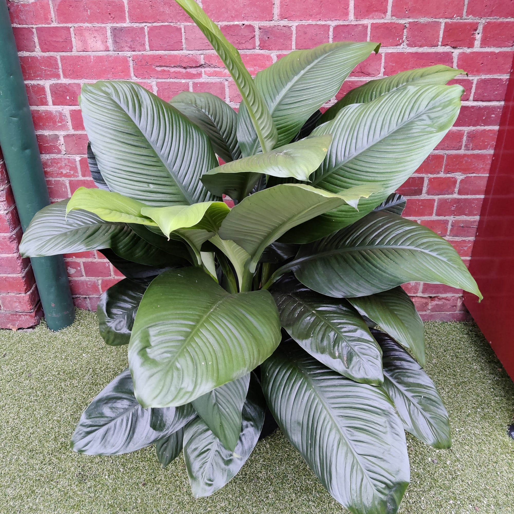 Madonna Peace Lily (Spathiphyllum Wallisii) - 40cm Pot