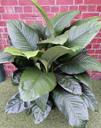 Madonna Peace Lily (Spathiphyllum Wallisii) - 40cm Pot