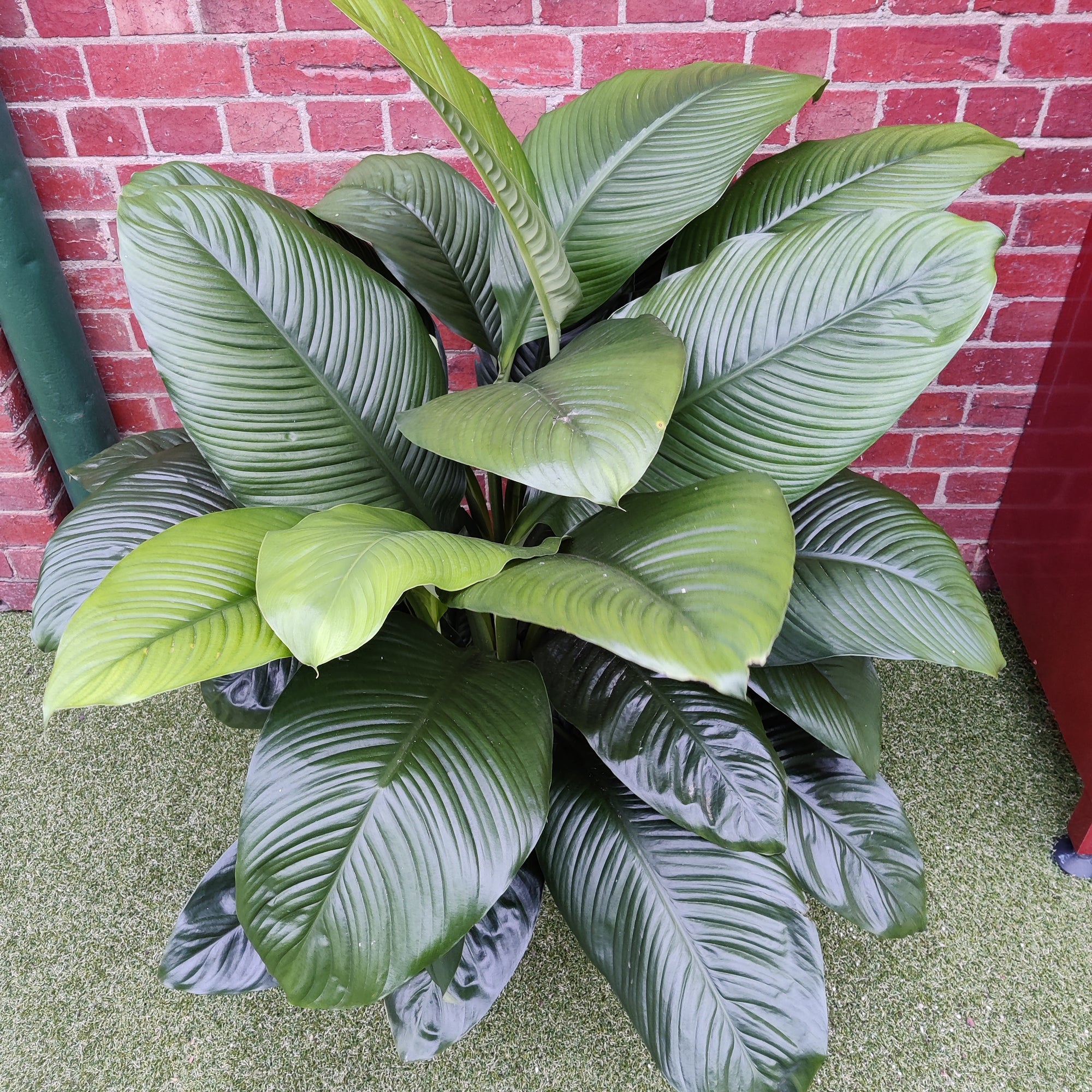 Madonna Peace Lily (Spathiphyllum Wallisii) - 40cm Pot