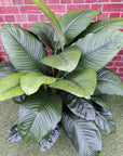 Madonna Peace Lily (Spathiphyllum Wallisii) - 40cm Pot