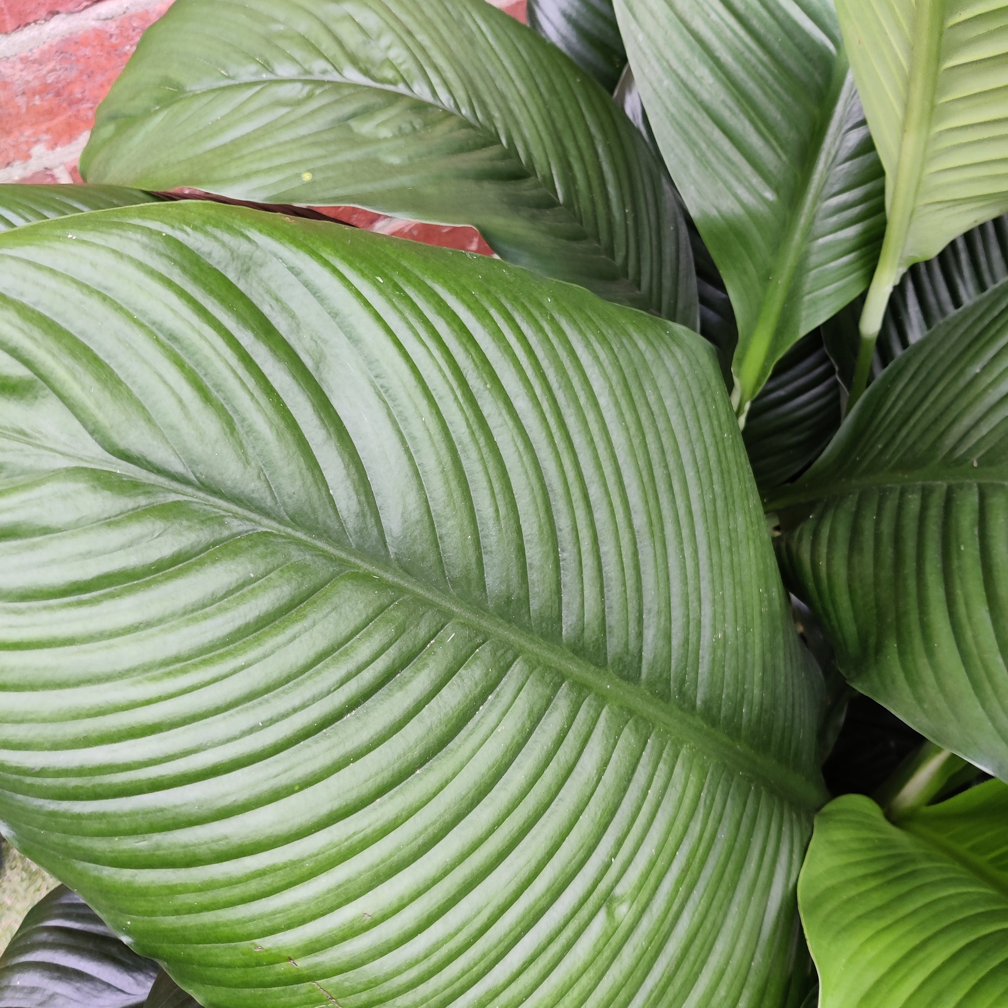 Madonna Peace Lily (Spathiphyllum Wallisii) - 40cm Pot