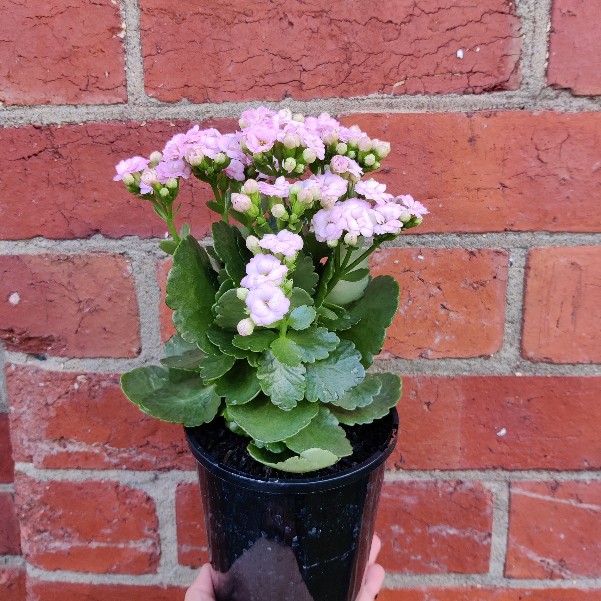 Pink Kalanchoe - 13cm pot