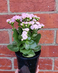 Pink Kalanchoe - 13cm pot