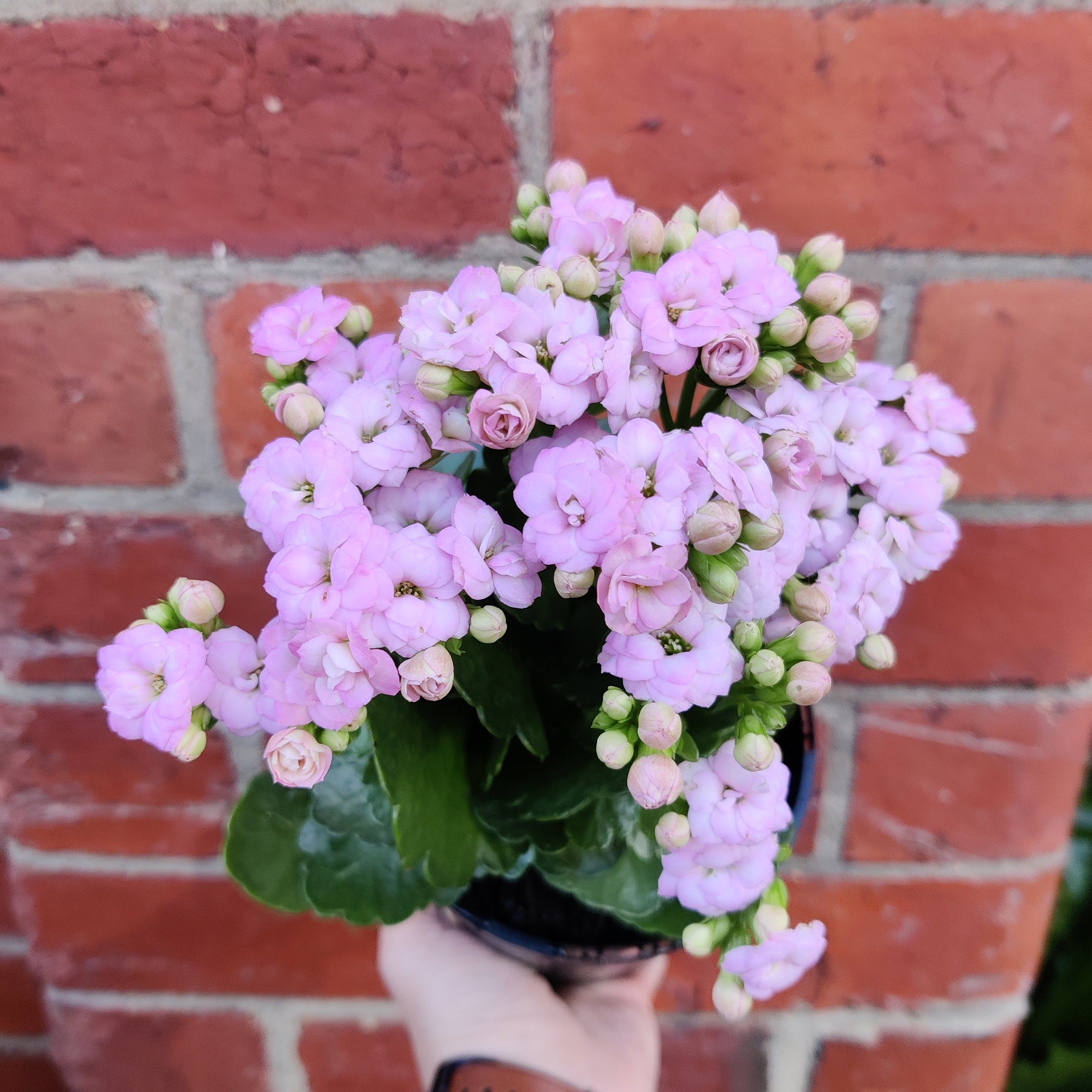 Pink Kalanchoe - 13cm pot