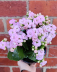 Pink Kalanchoe - 13cm pot