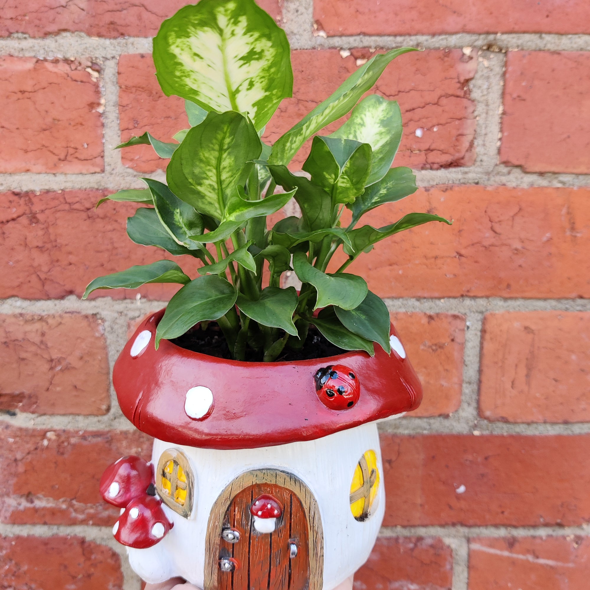 Indoor plants in Mushroom pot - 15cm pot