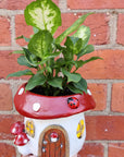 Indoor plants in Mushroom pot - 15cm pot