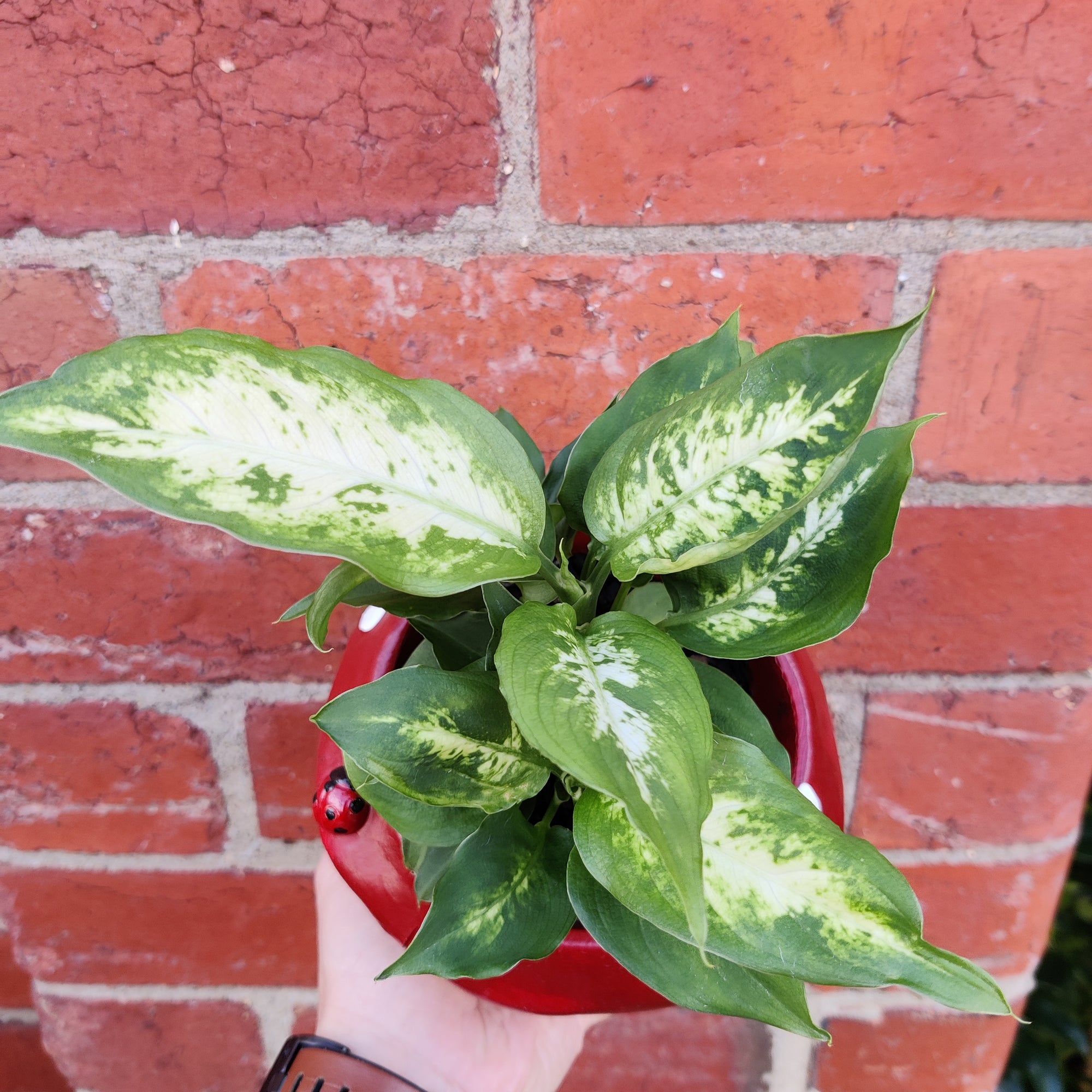 Indoor plants in Mushroom pot - 15cm pot