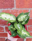 Indoor plants in Mushroom pot - 15cm pot