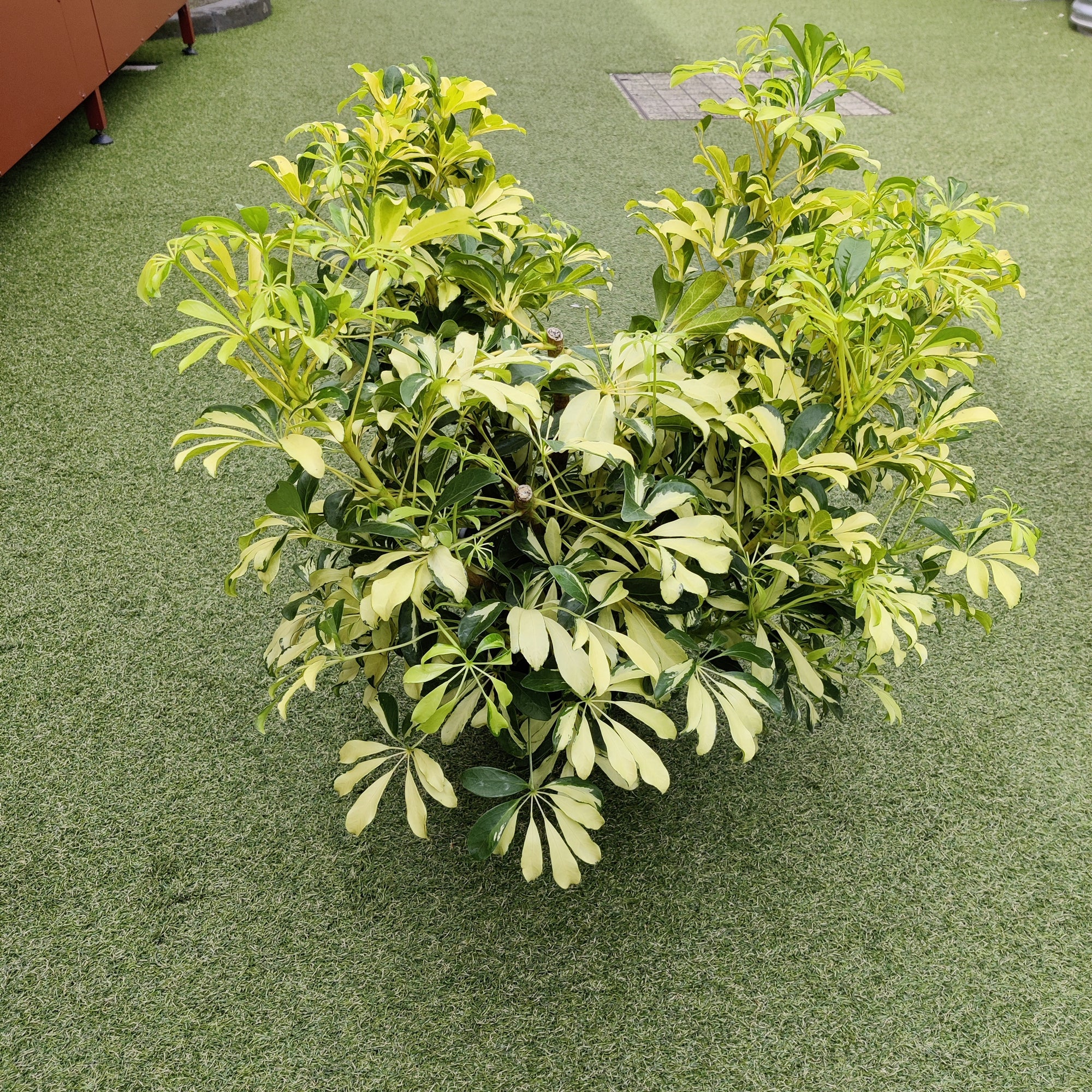 Variegated Umbrella Plant - 25cm Pot