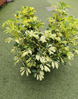 Variegated Umbrella Plant - 25cm Pot