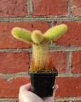 Golden Rat's tail cactus - 7cm pot