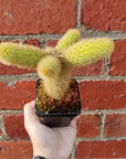 Golden Rat's tail cactus - 7cm pot