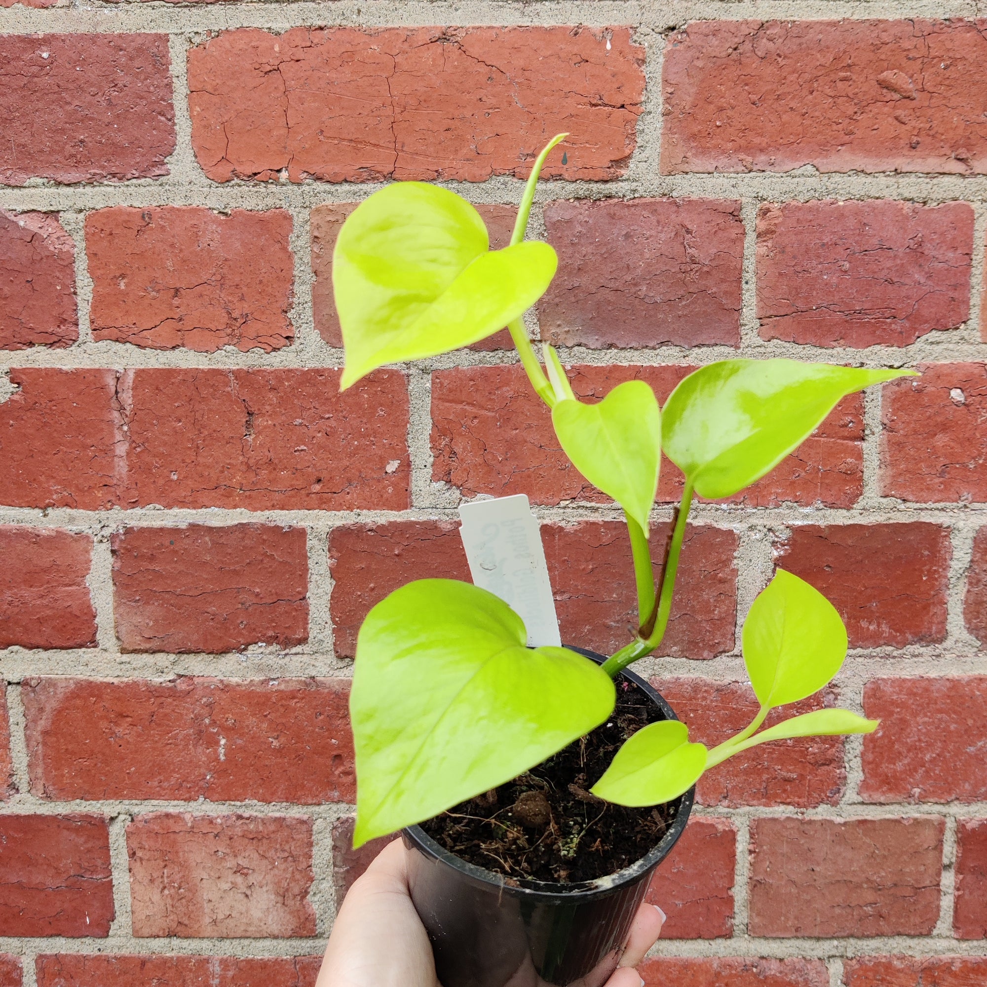 Golden Pothos (Epipremnum Aurea Goldilock) - 10cm Pot