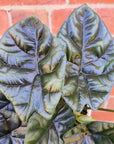 Alocasia Sinuata - 13cm Pot