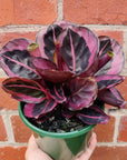 Calathea Red Mojo - 13cm pot