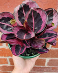 Calathea Red Mojo - 13cm pot