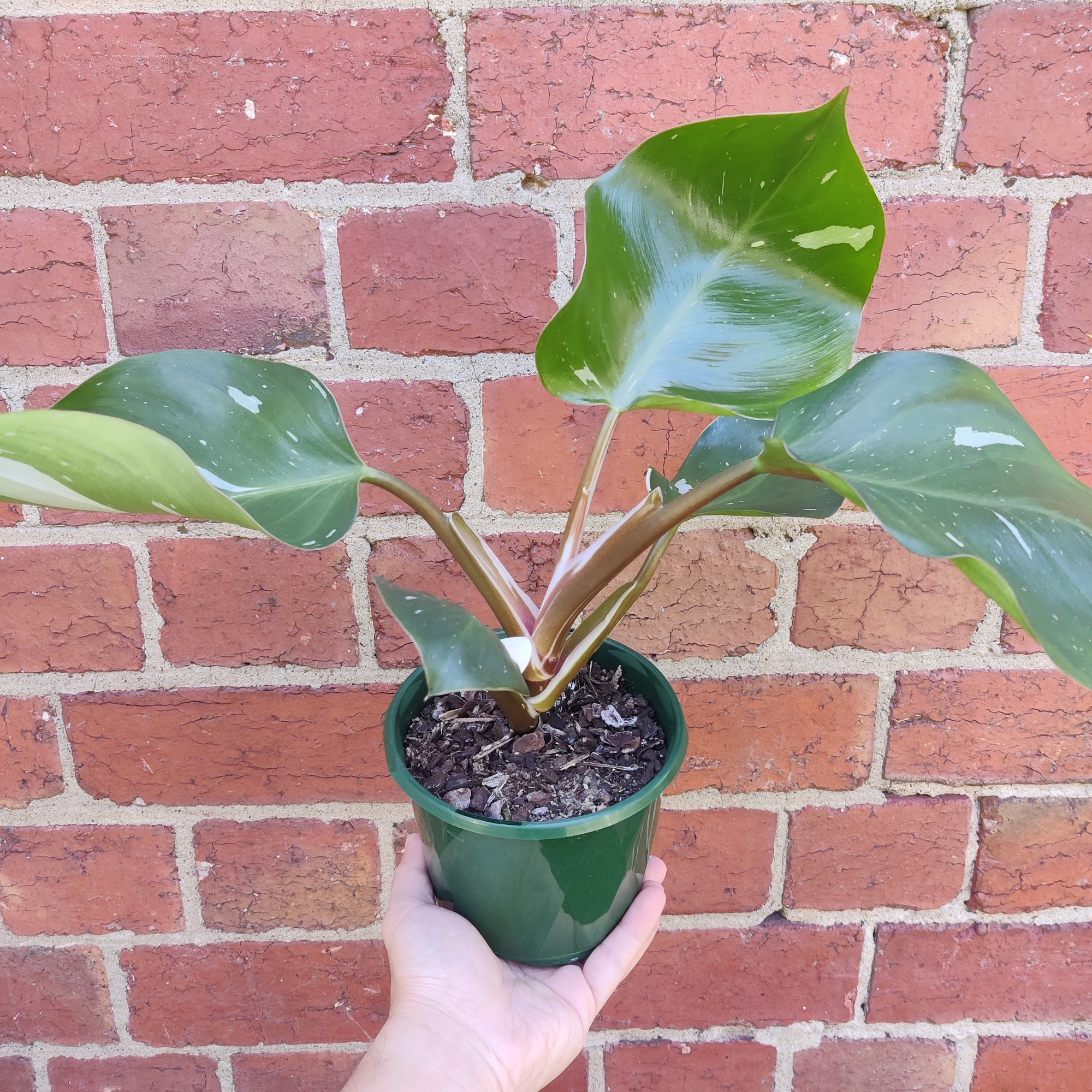 Philodendron White Knight- 13cm Pot