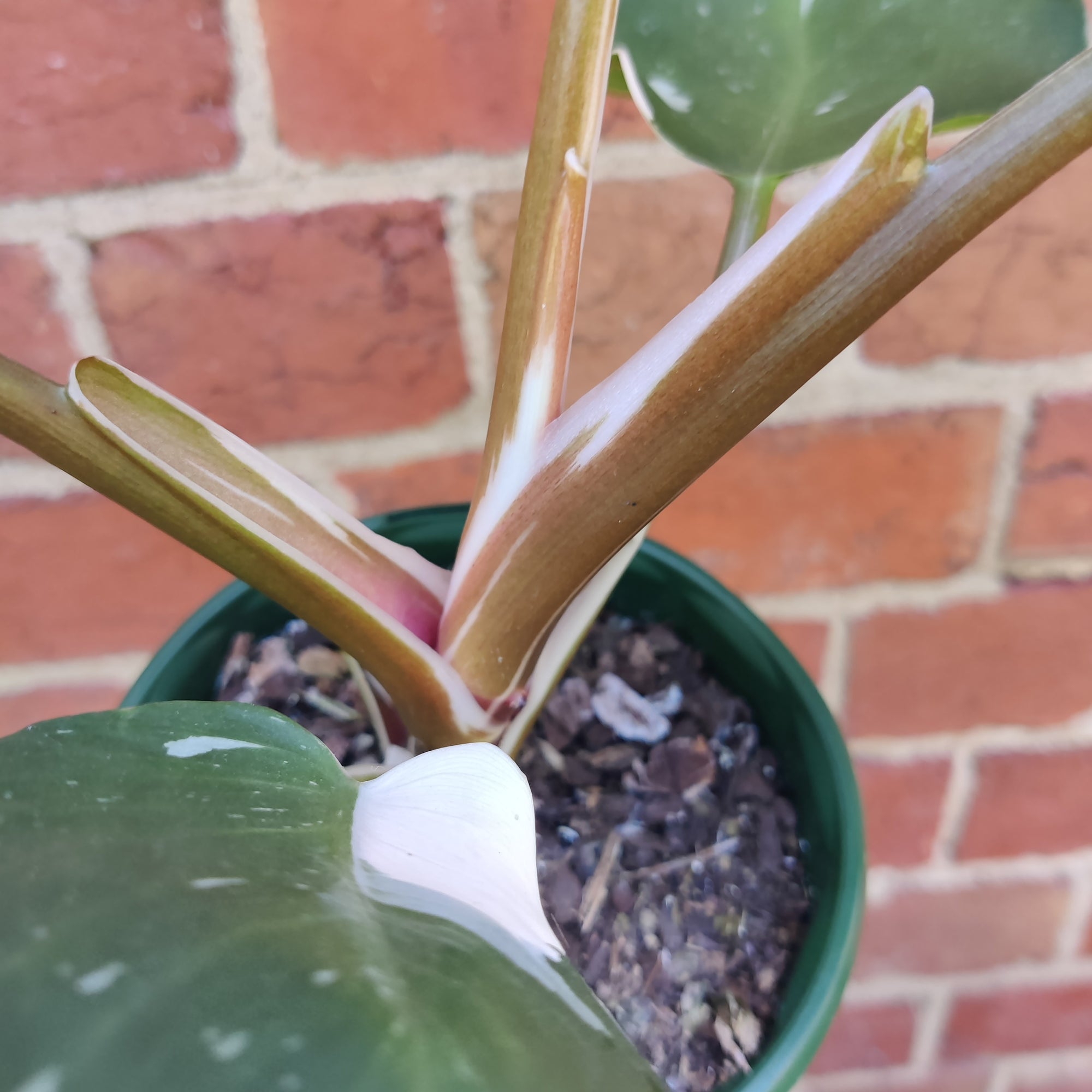 Philodendron White Knight- 13cm Pot