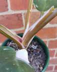 Philodendron White Knight- 13cm Pot