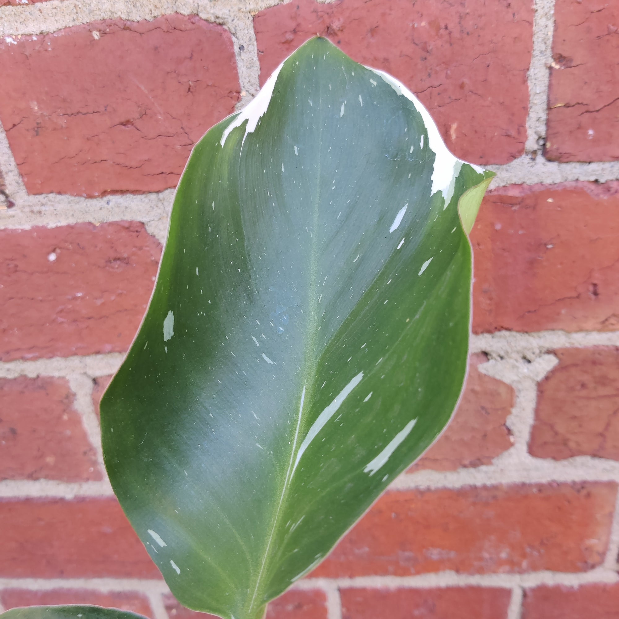 Philodendron White Knight- 13cm Pot