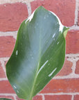 Philodendron White Knight- 13cm Pot