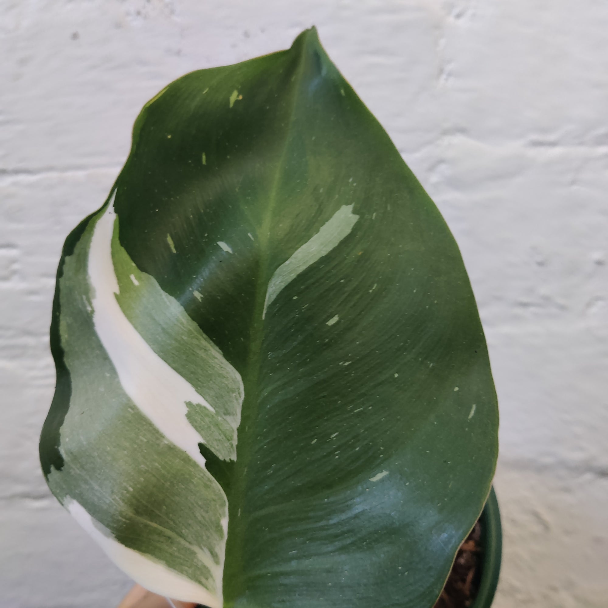 Philodendron White Knight- 13cm Pot