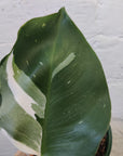 Philodendron White Knight- 13cm Pot