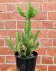 Euphorbia Griseola - 15cm pot