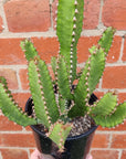 Euphorbia Griseola - 15cm pot