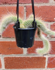 Monkey tail cactus - 8cm Pot