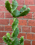 Euphorbia Tortilis - 15cm pot