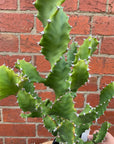 Euphorbia Tortilis - 15cm pot