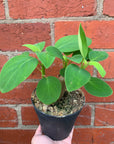 Peperomia Vestita - 12cm Pot