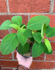 Peperomia Vestita - 12cm Pot
