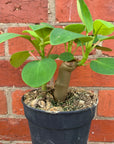 Peperomia Vestita - 12cm Pot