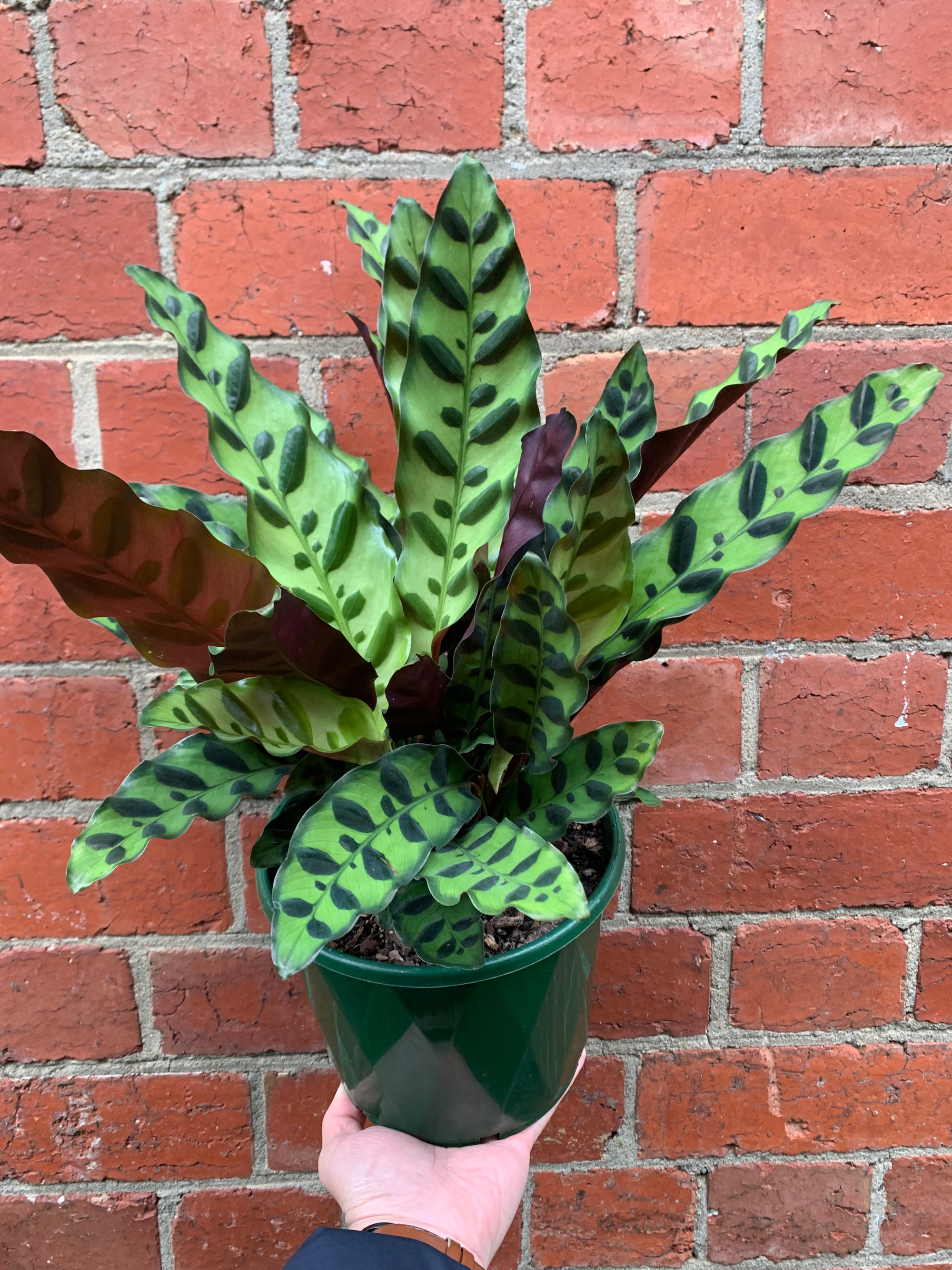 Calathea Rattlesnake (Lancifolia Insignis) - 18cm Pot