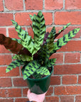 Calathea Rattlesnake (Lancifolia Insignis) - 18cm Pot