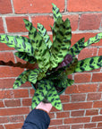 Calathea Rattlesnake (Lancifolia Insignis) - 18cm Pot