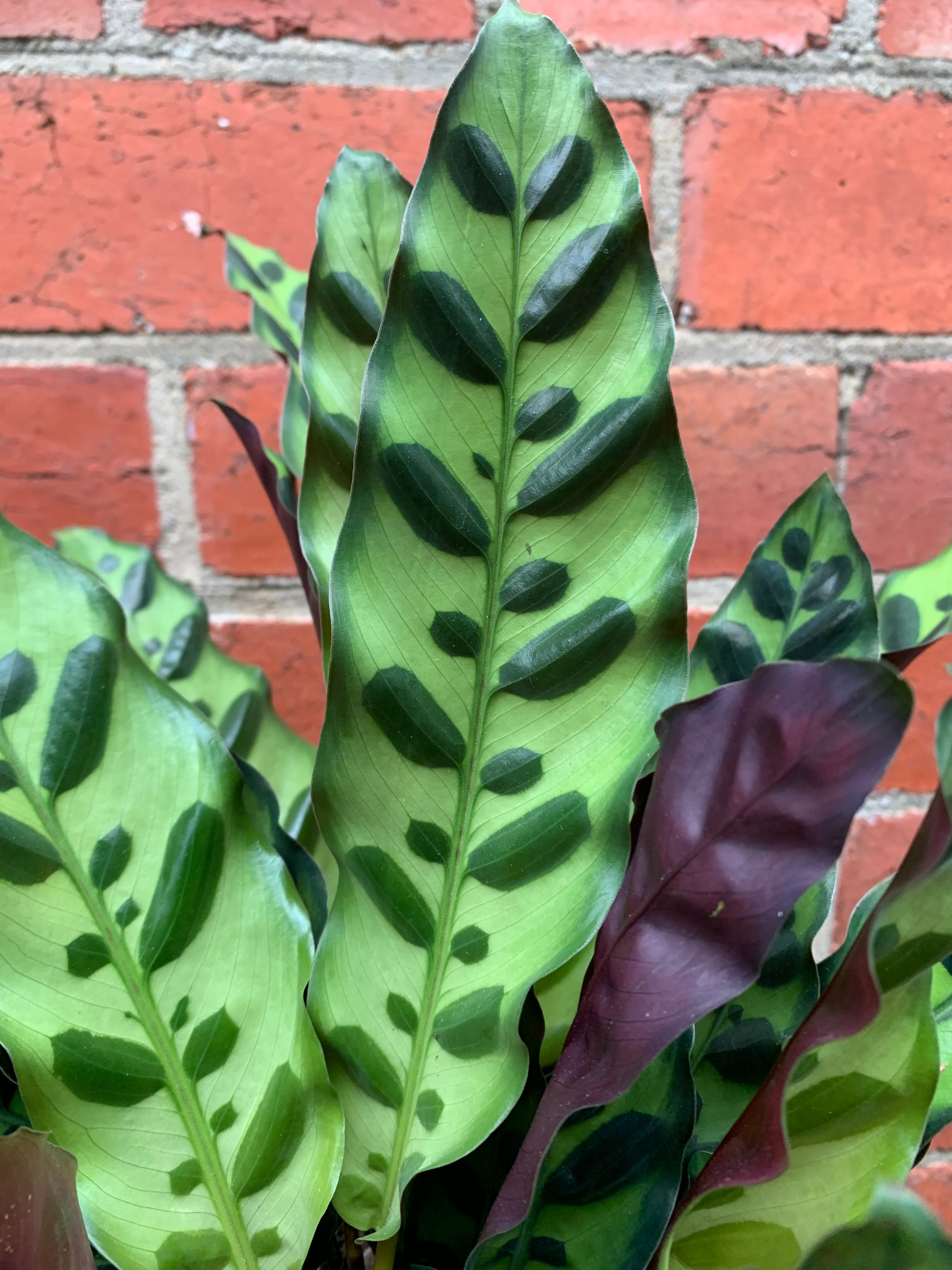 Calathea Rattlesnake (Lancifolia Insignis) - 18cm Pot