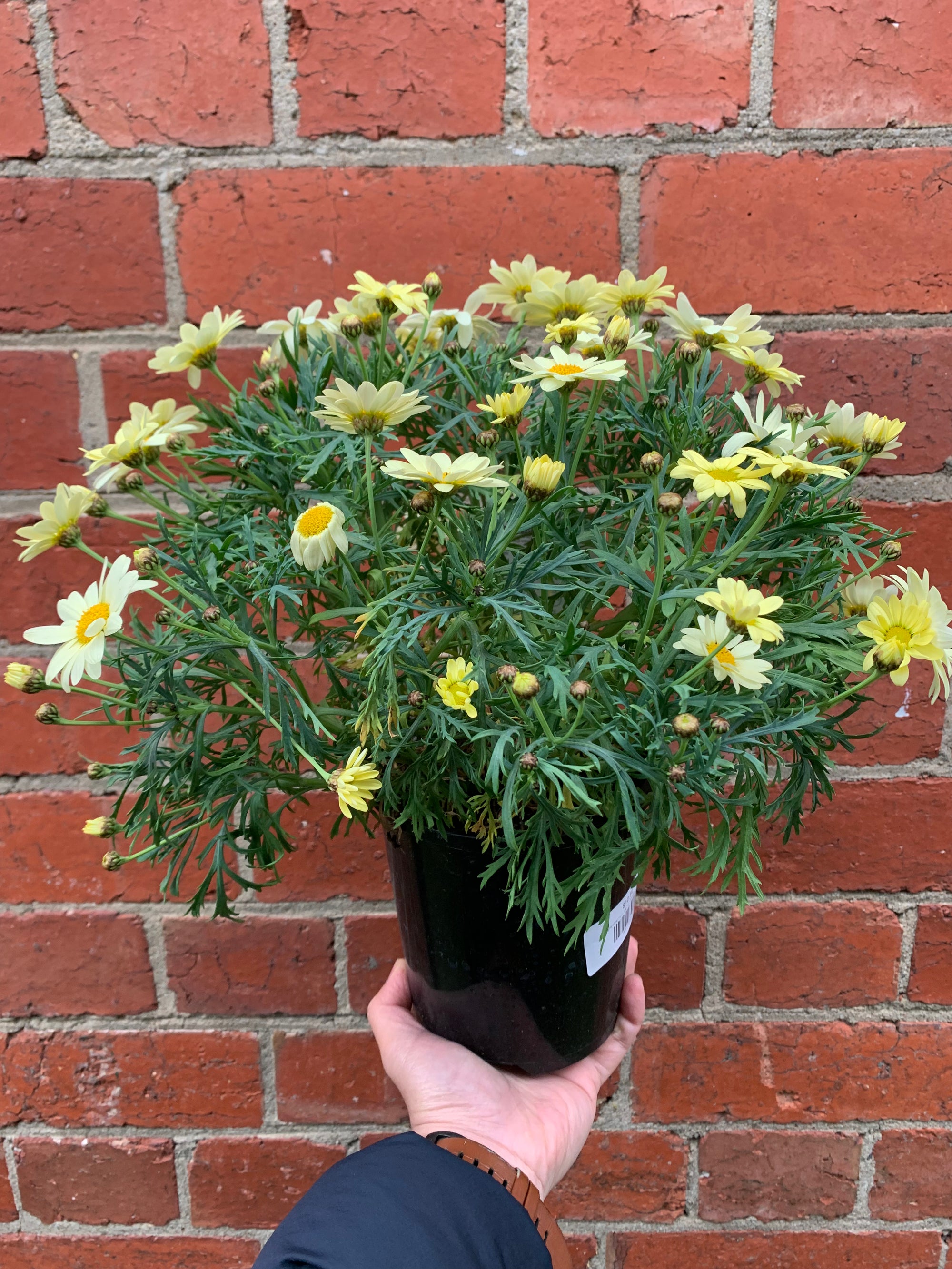 Argranthemum Lemon Pastel - 14cm pot