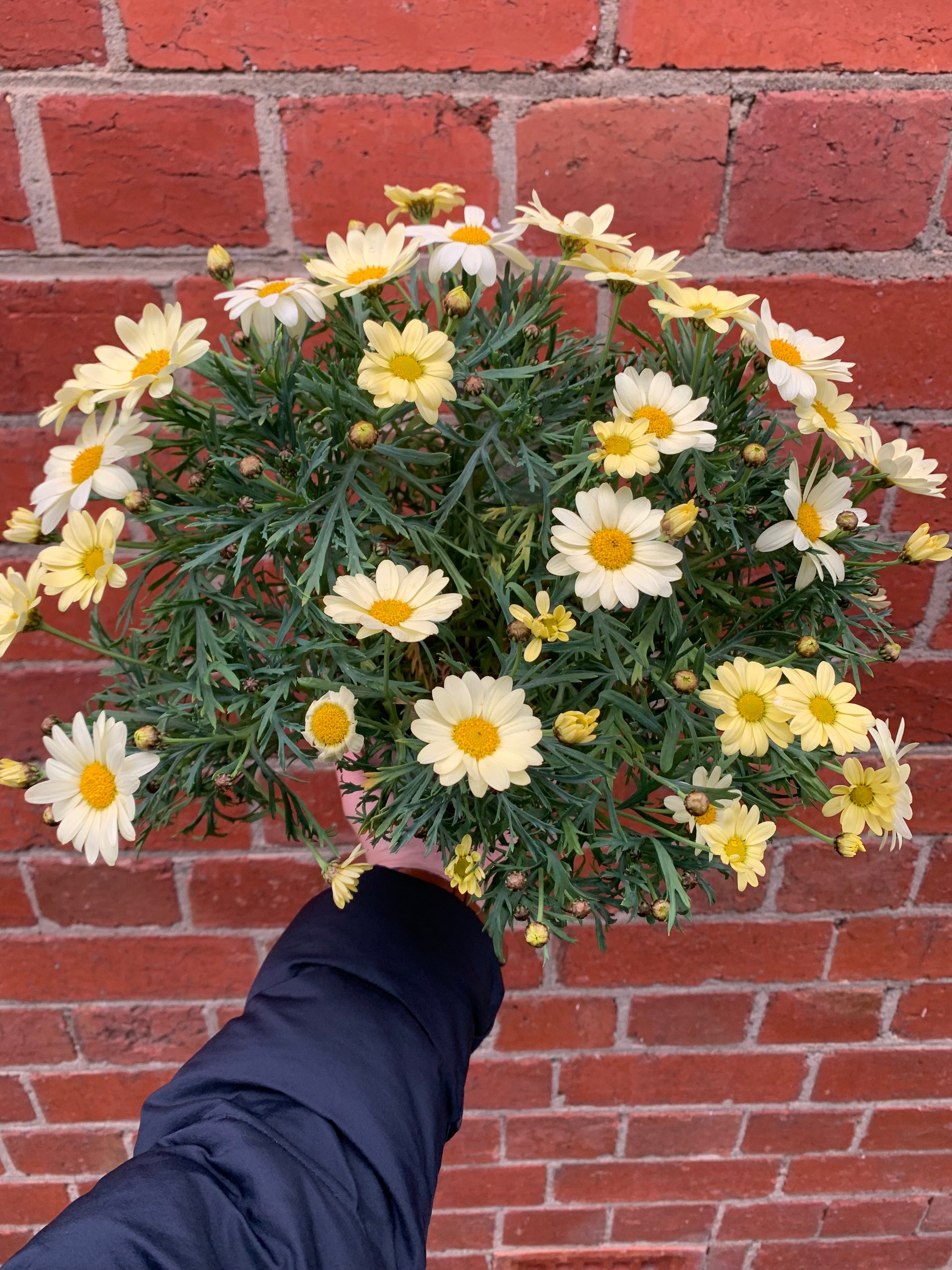 Argranthemum Lemon Pastel - 14cm pot
